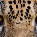 sonhar com onça pintada