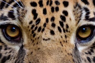 sonhar com onça pintada
