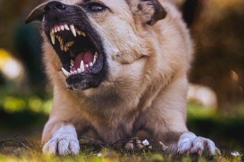 sonhar com cachorro mordendo
