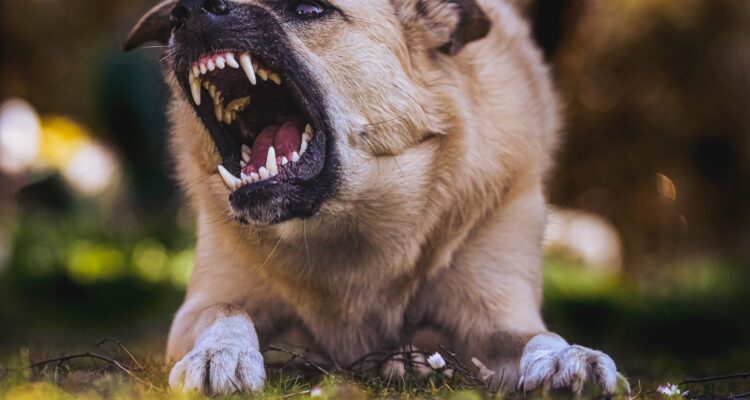 sonhar com cachorro mordendo