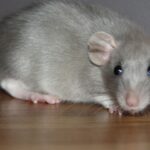 sonhar com rato