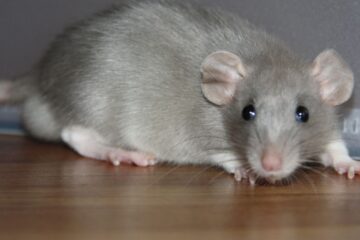 sonhar com rato