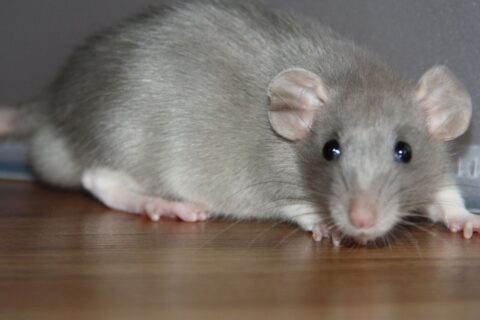 sonhar com rato