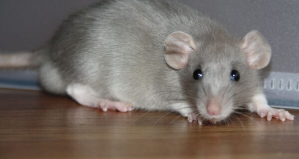 sonhar com rato