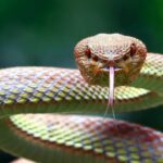 Espiritualmente o que significa sonhar com cobra