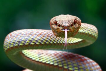 Espiritualmente o que significa sonhar com cobra