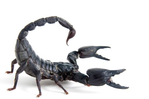O que significa sonhar com escorpião preto