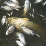 O que significa sonhar com peixe morto