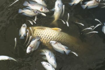 O que significa sonhar com peixe morto