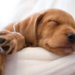 Meditação na Hora de Dormir