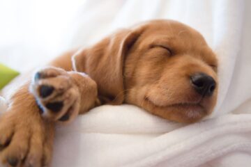 Meditação na Hora de Dormir