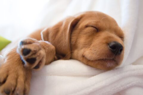 Meditação na Hora de Dormir