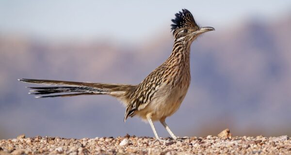 remedios naturais para a ejaculação precoce