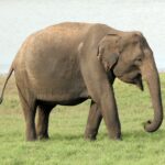O que significa sonhar com elefante