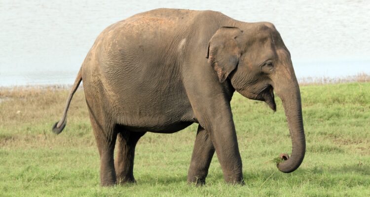 O que significa sonhar com elefante