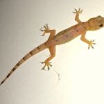 o que significa sonhar com lagartixa