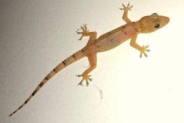 o que significa sonhar com lagartixa