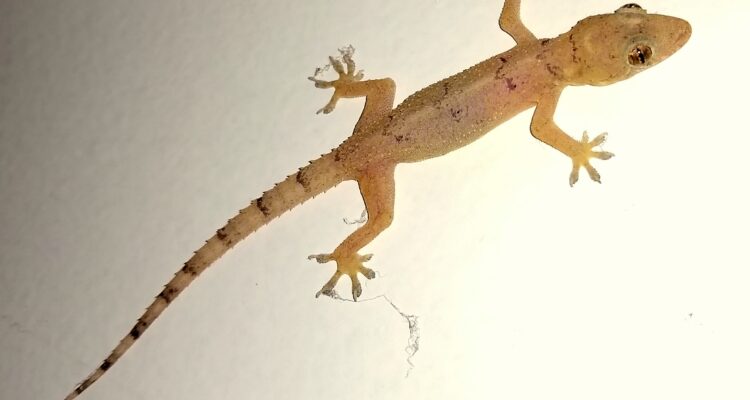 o que significa sonhar com lagartixa