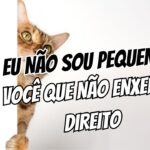 Como Lidar com a Insegurança sobre o Tamanho do Corpo Ciência e Psicologia da Performance Real