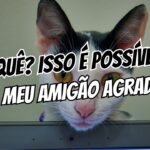 Como usar camisinha sem perder a ereção dicas práticas