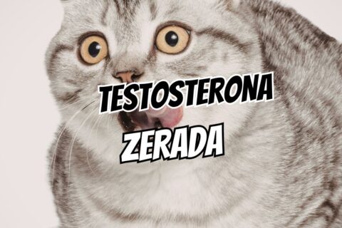 O que causa a queda de testosterona e como identificar os sinais